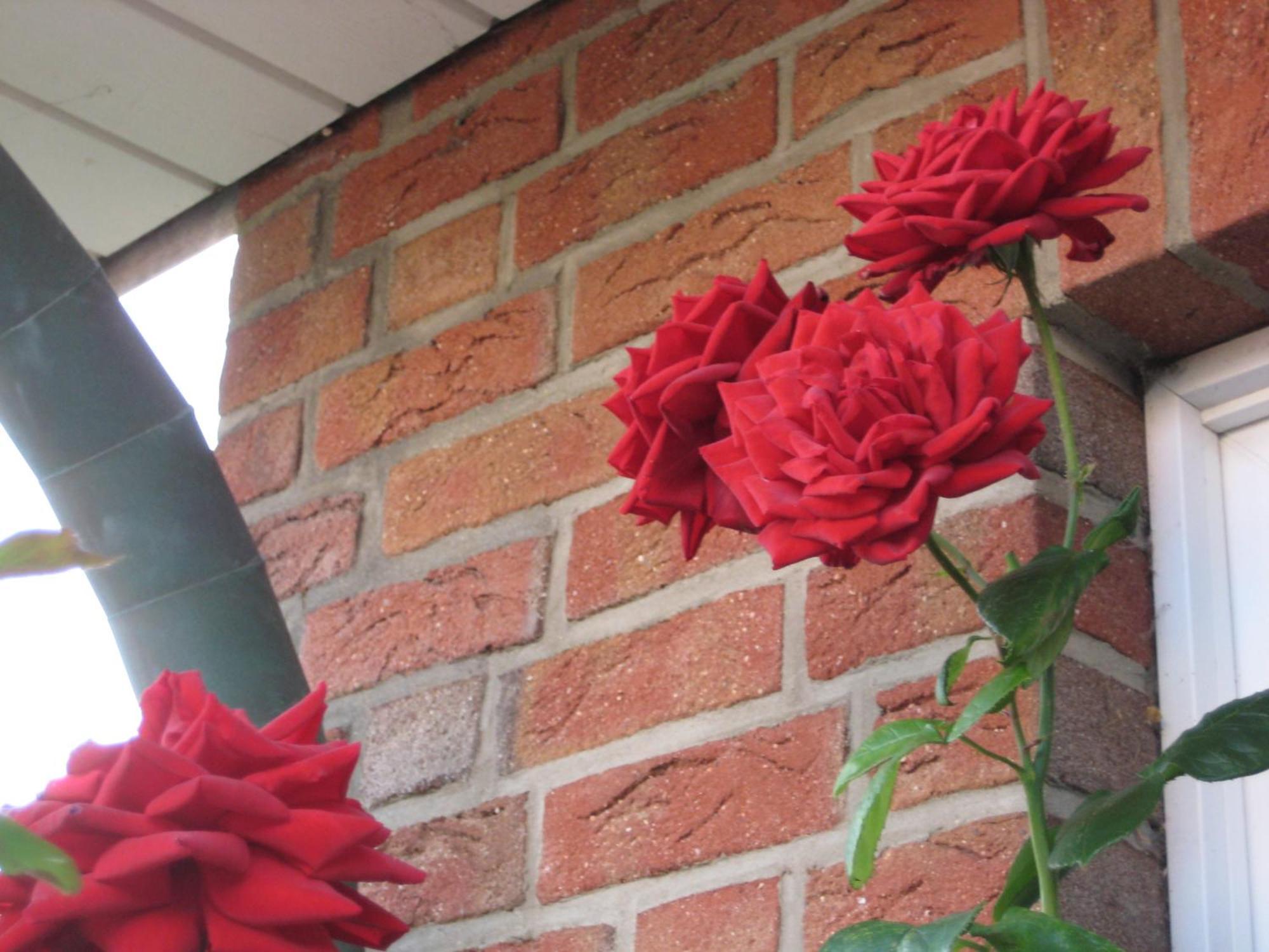 Apartament Haus Pistorius Büsum Zewnętrze zdjęcie